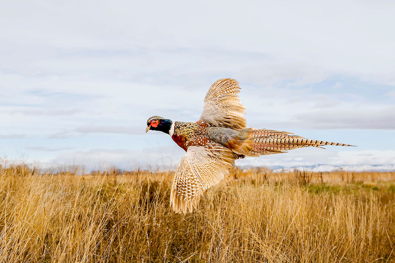 Pheasant Hunting In Aberdeen